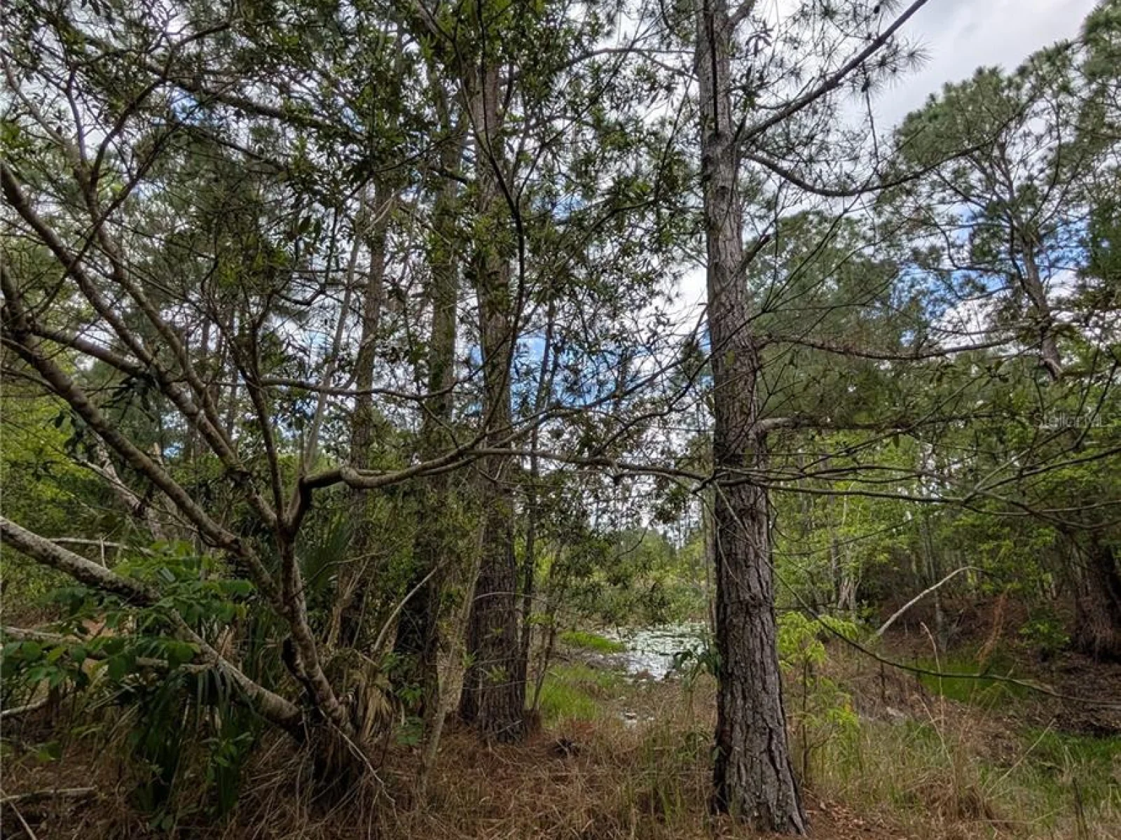 38521 ILEX TRL, EUSTIS, FL — photo 43