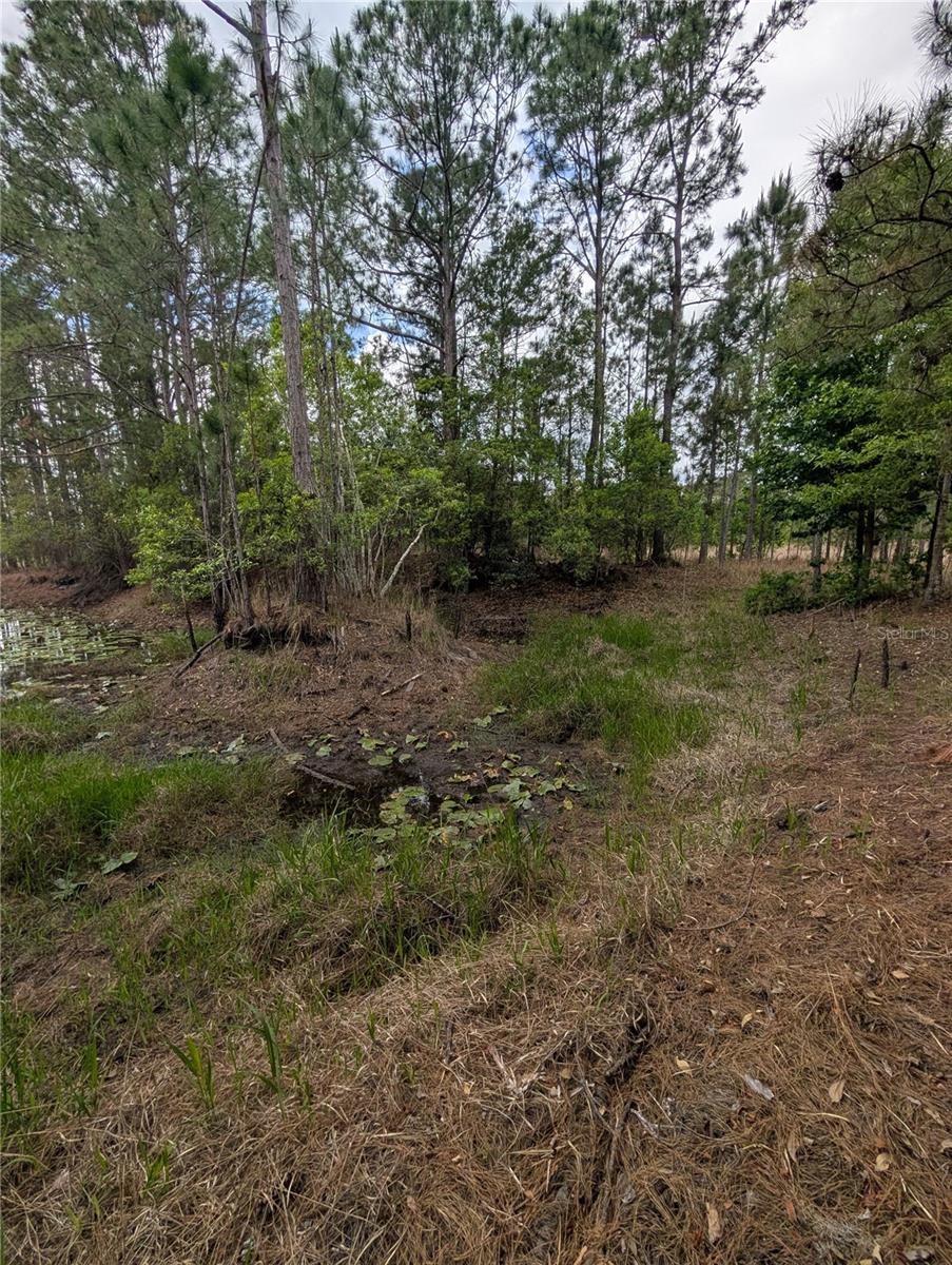 38521 ILEX TRL, EUSTIS, FL — photo 47
