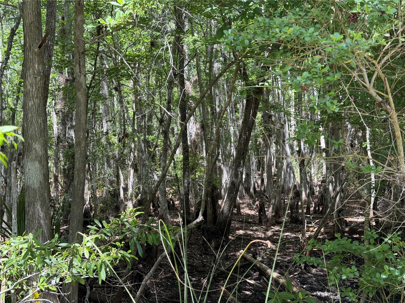 Tract 99 SW CR-347, CHIEFLAND, FL — photo 15