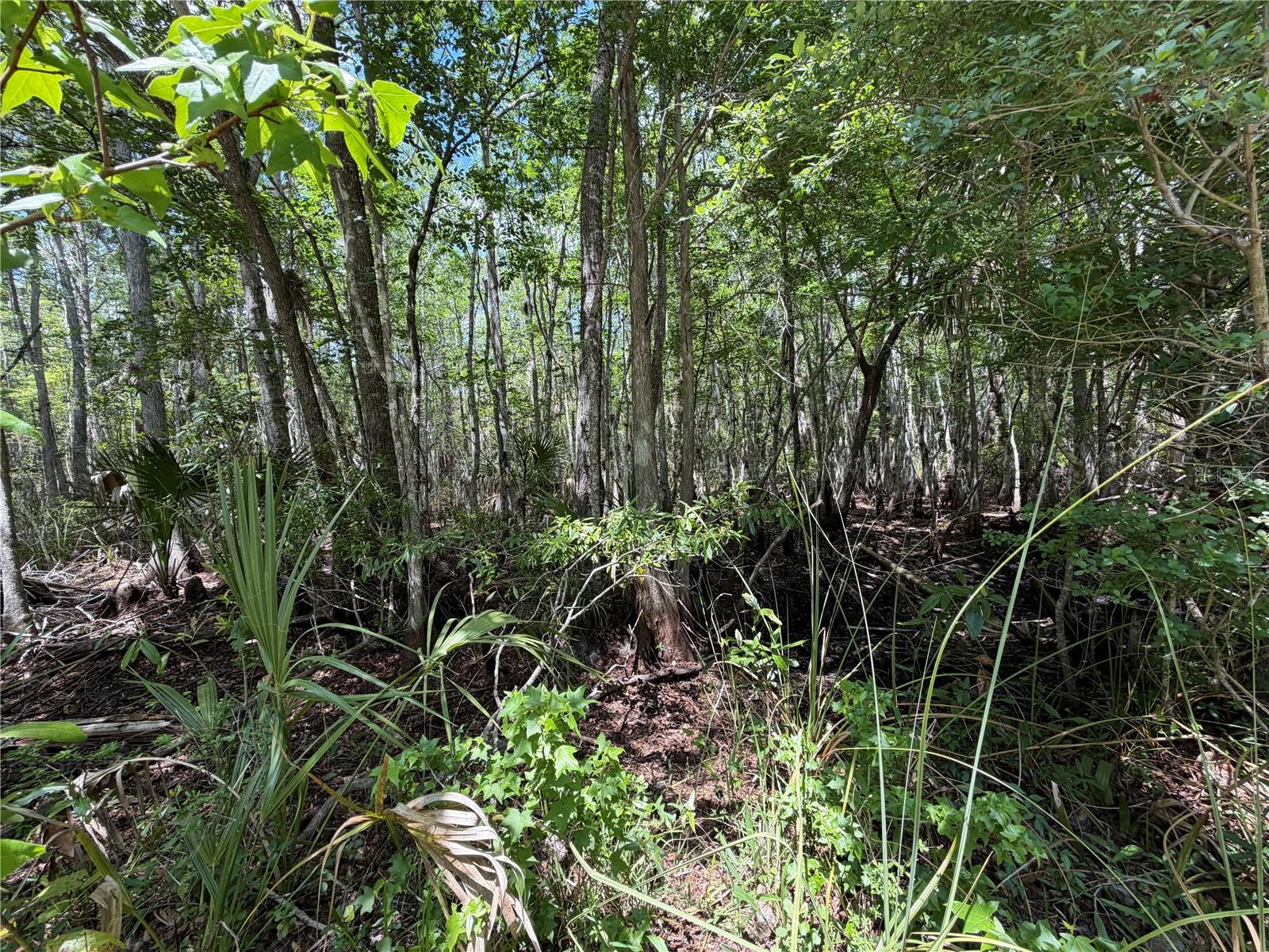 Tract 99 SW CR-347, CHIEFLAND, FL — photo 16