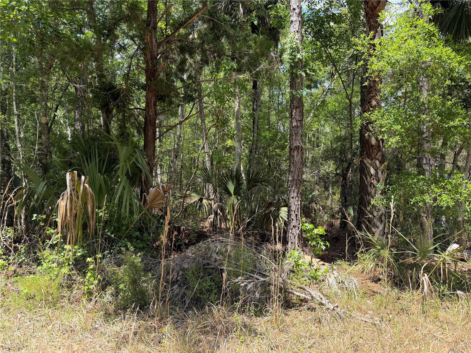 Tract 99 SW CR-347, CHIEFLAND, FL — photo 17