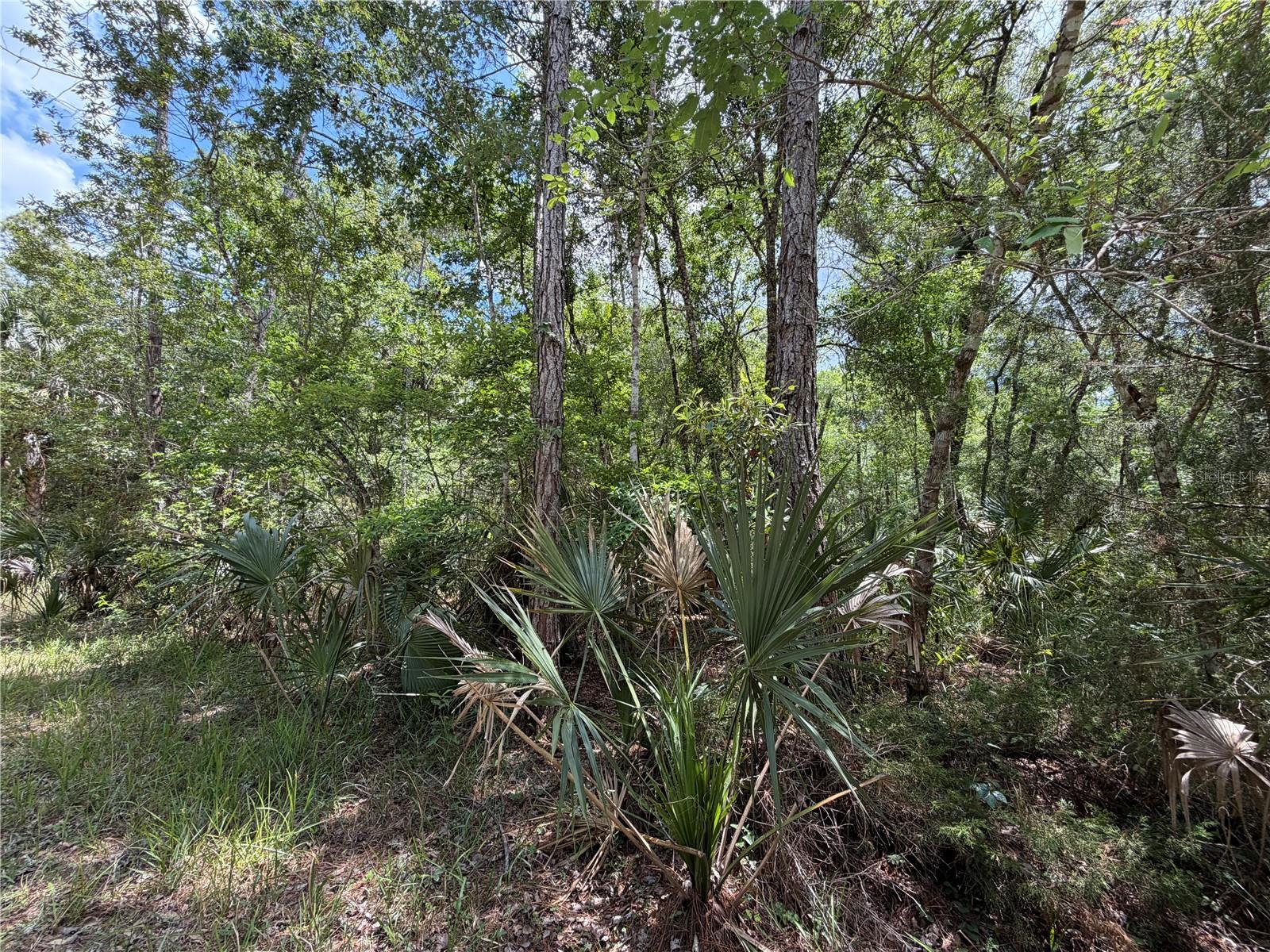Tract 99 SW CR-347, CHIEFLAND, FL — photo 19
