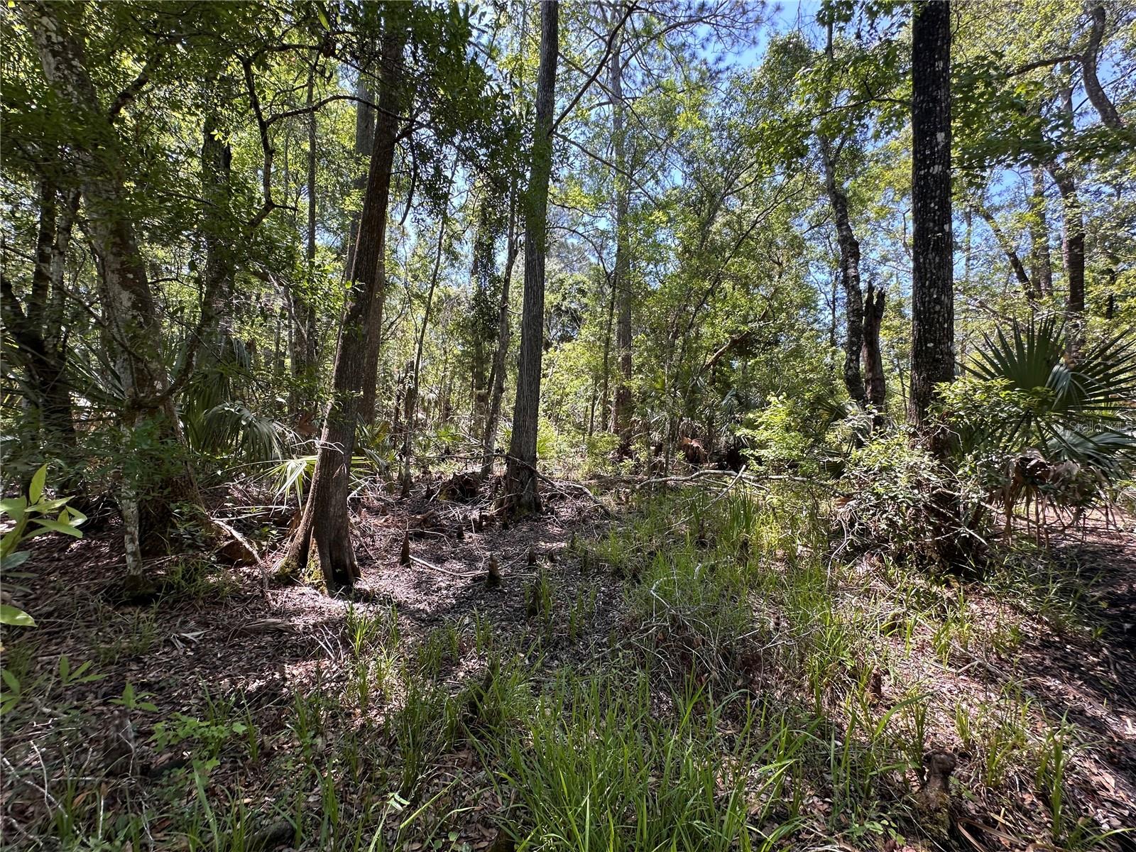 Tract 99 SW CR-347, CHIEFLAND, FL — photo 23
