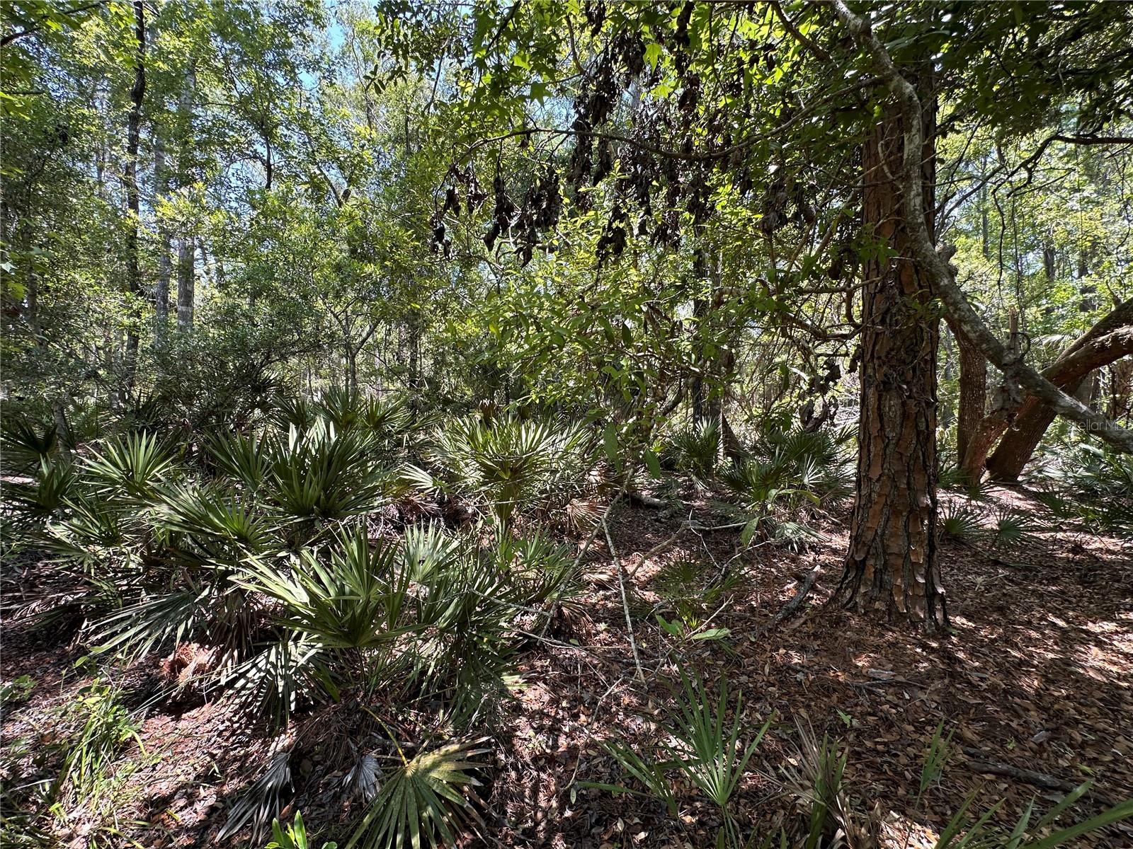 Tract 99 SW CR-347, CHIEFLAND, FL — photo 25