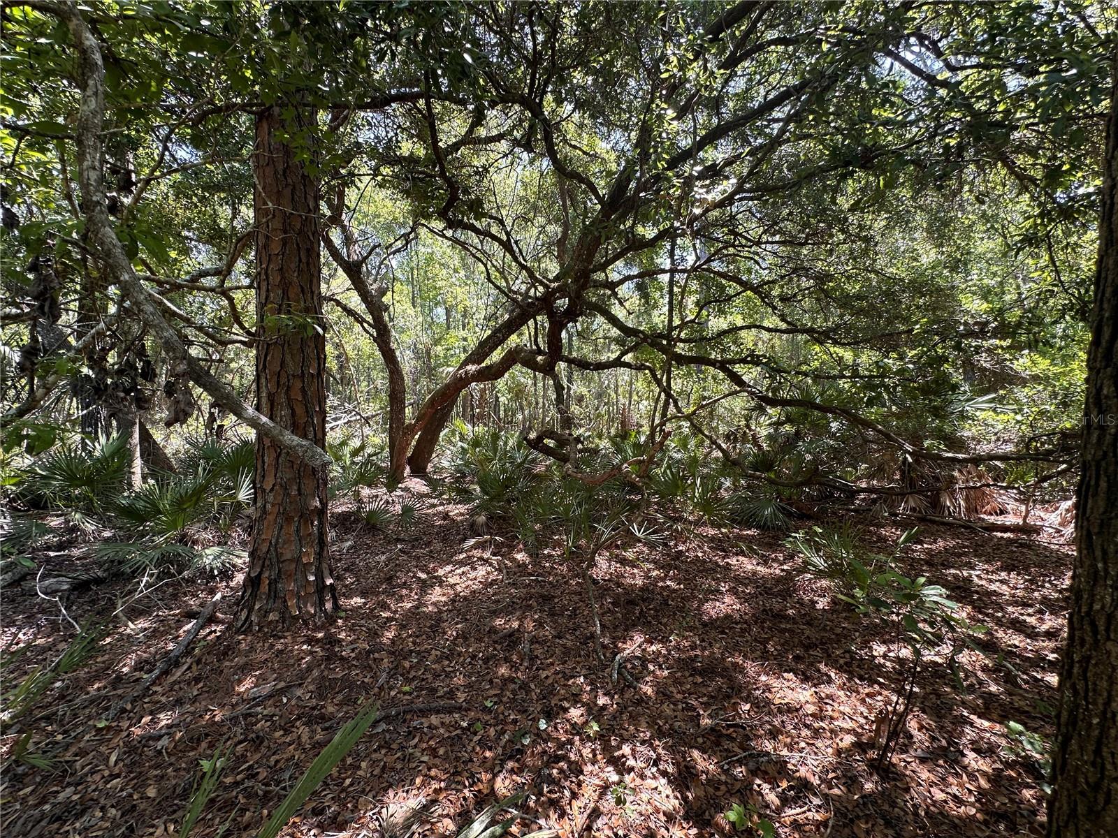 Tract 99 SW CR-347, CHIEFLAND, FL — photo 26