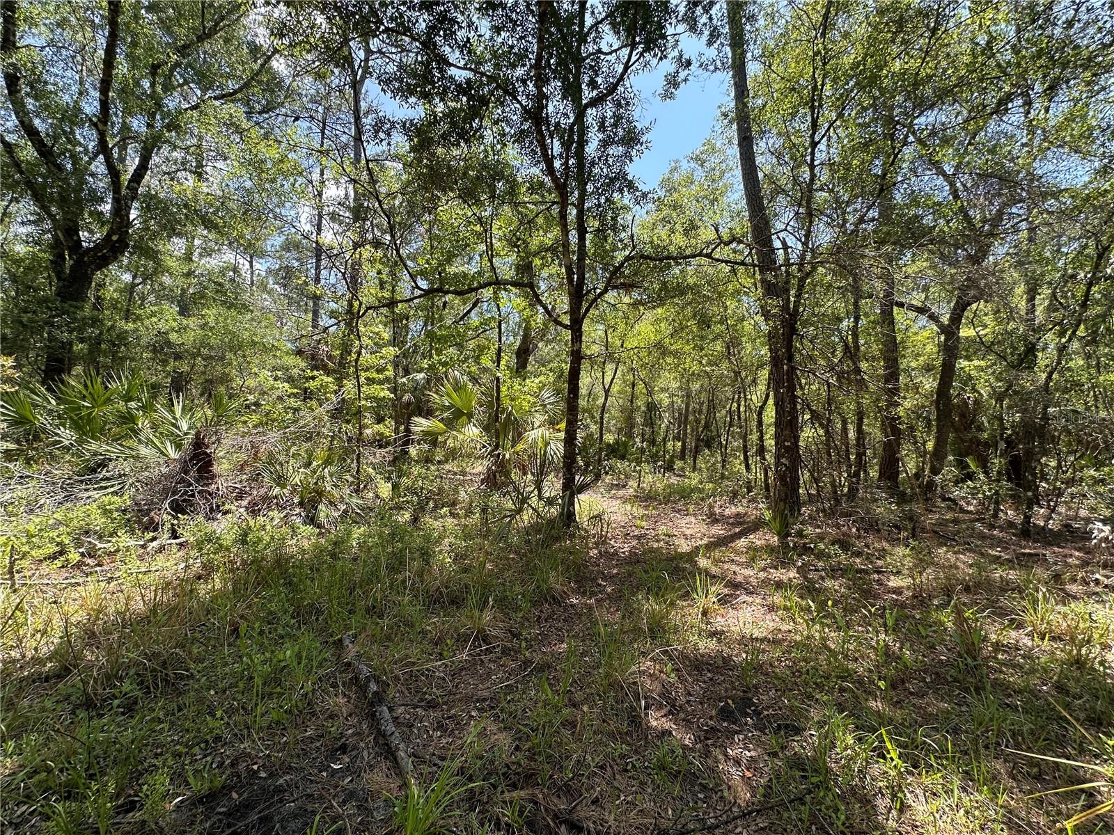 Tract 99 SW CR-347, CHIEFLAND, FL — photo 27