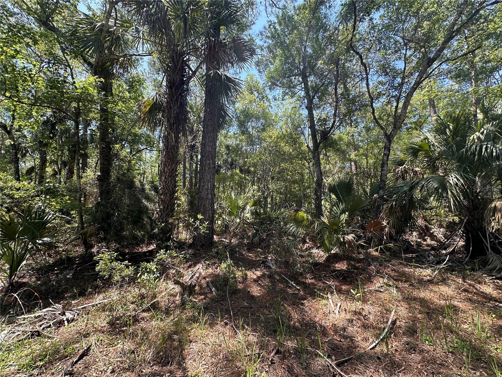 Tract 100 SW CR-347, CHIEFLAND, FL — photo 21