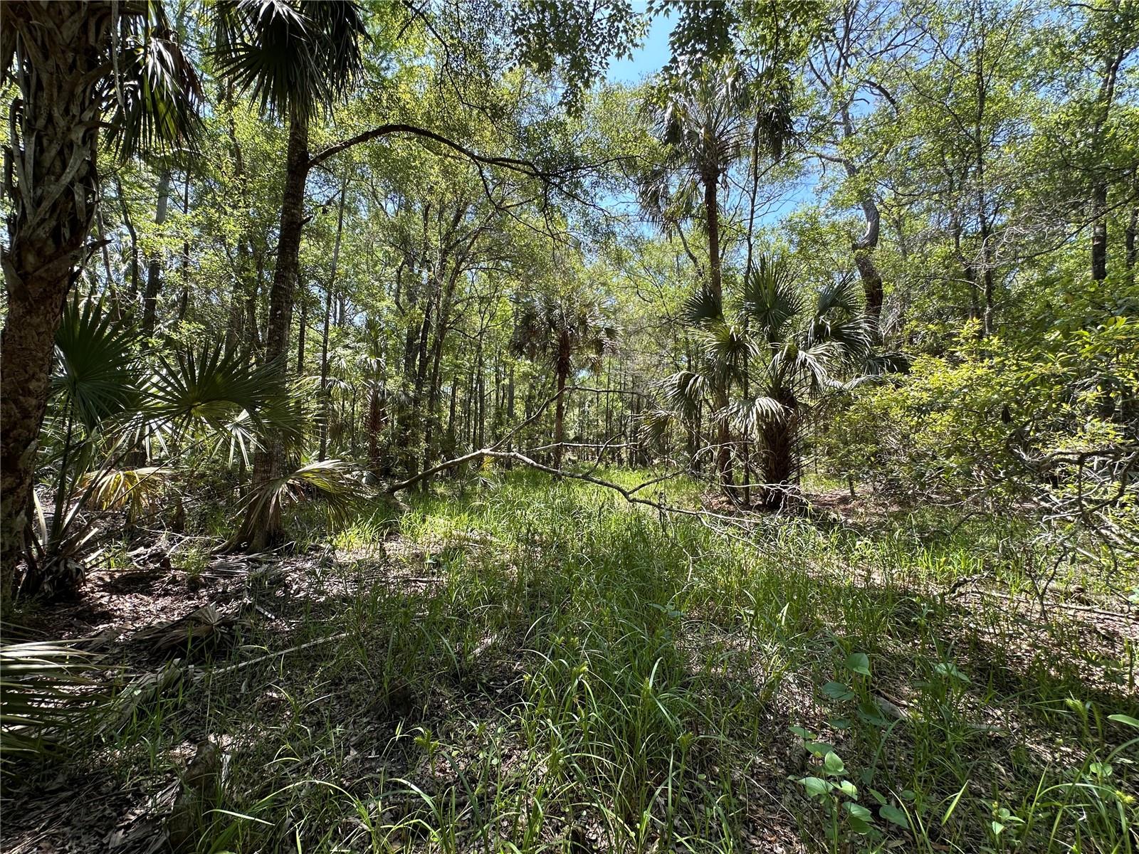 Tract 102 SW CR-347, CHIEFLAND, FL — photo 11