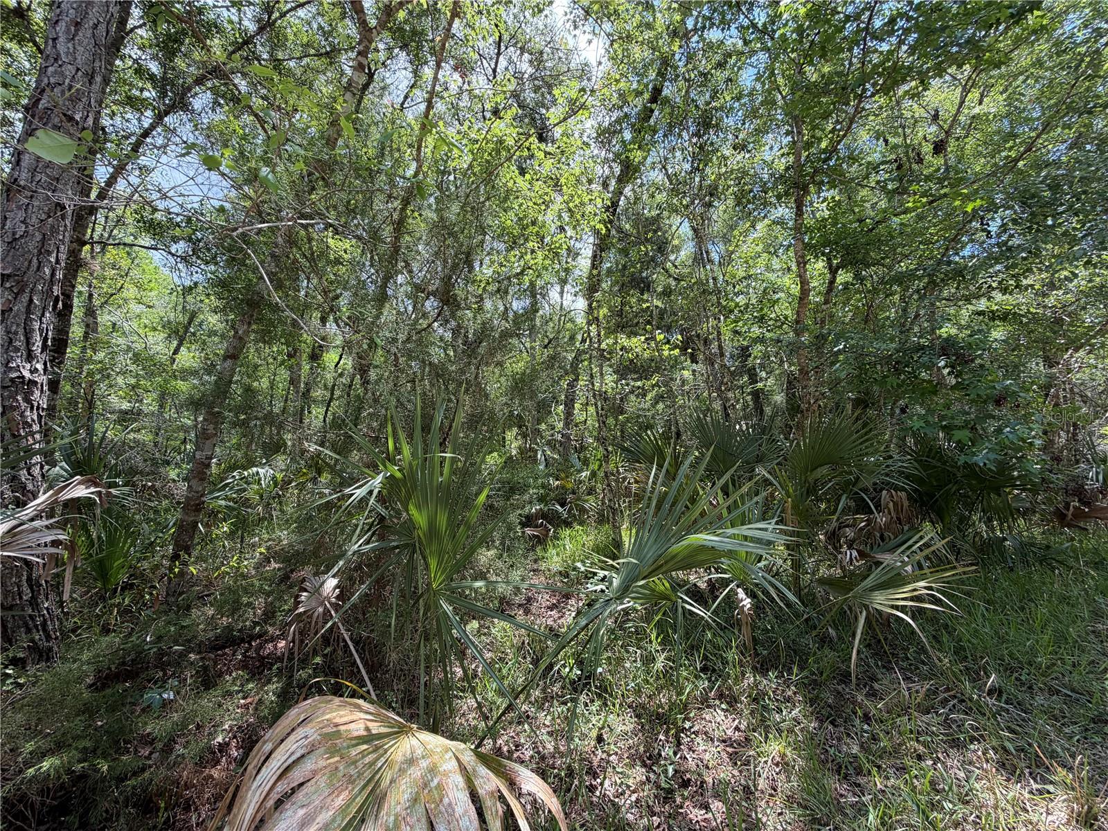 Tract 102 SW CR-347, CHIEFLAND, FL — photo 18