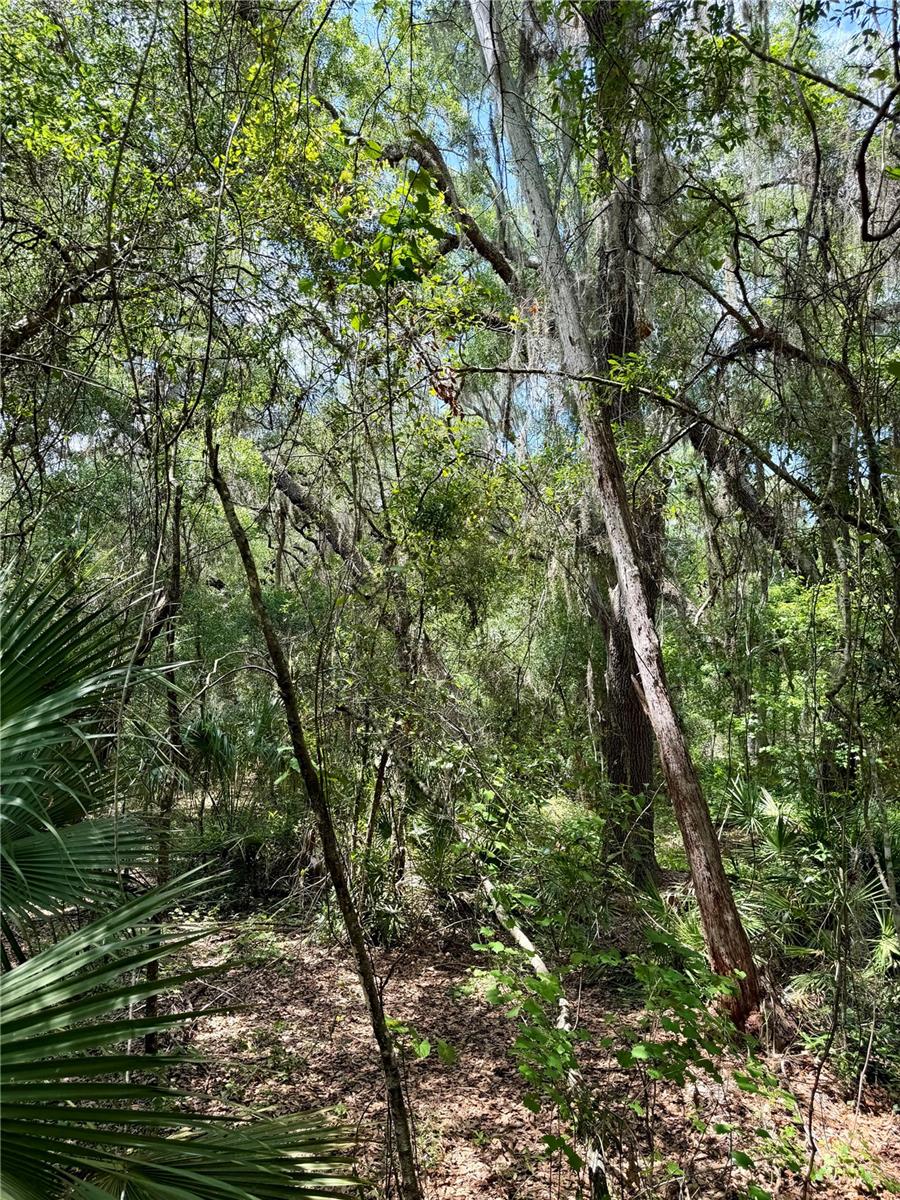 16500 NE 48TH AVE, CITRA, FL — photo 4