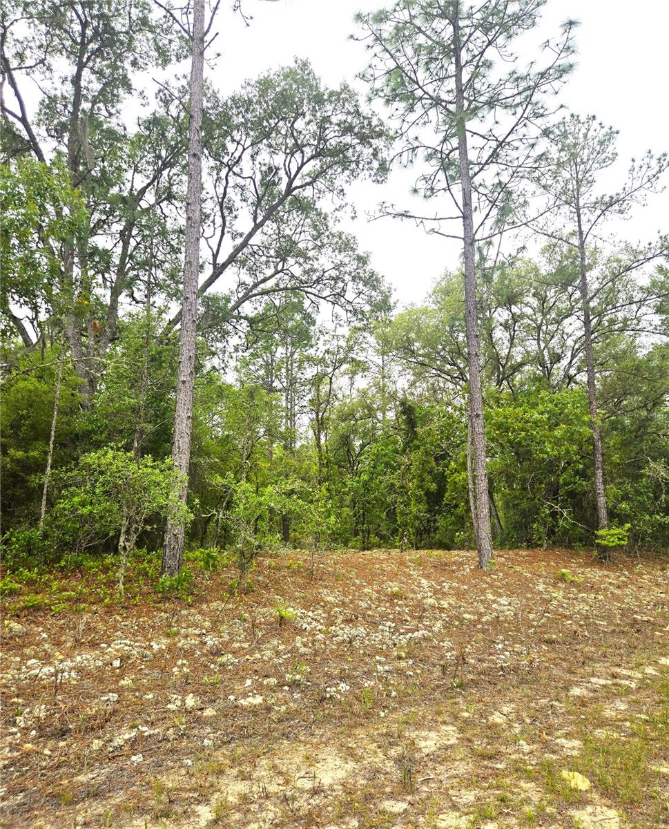 576 E NEMO DR, DUNNELLON, FL — photo 2
