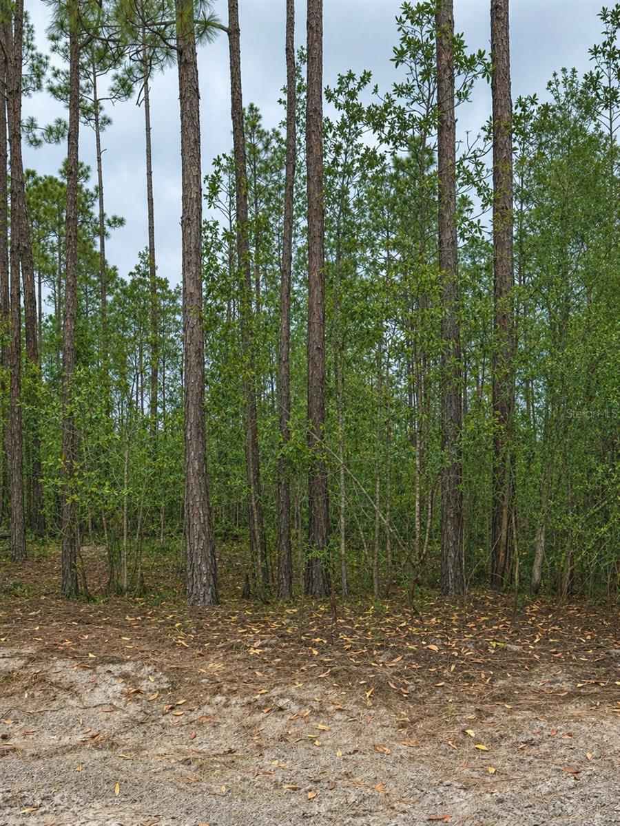 TBD NW 2ND AVE, PALATKA, FL