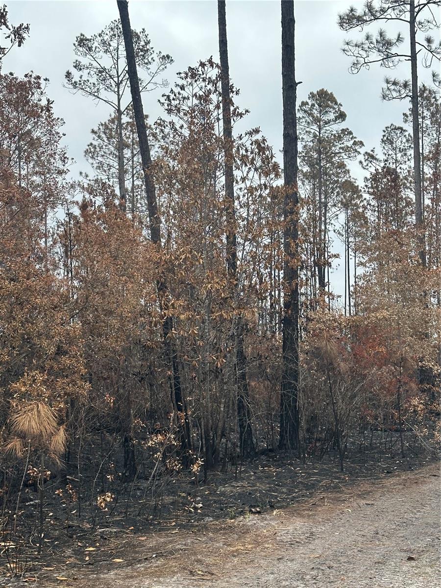 TBD NW 2ND AVE, PALATKA, FL — photo 2