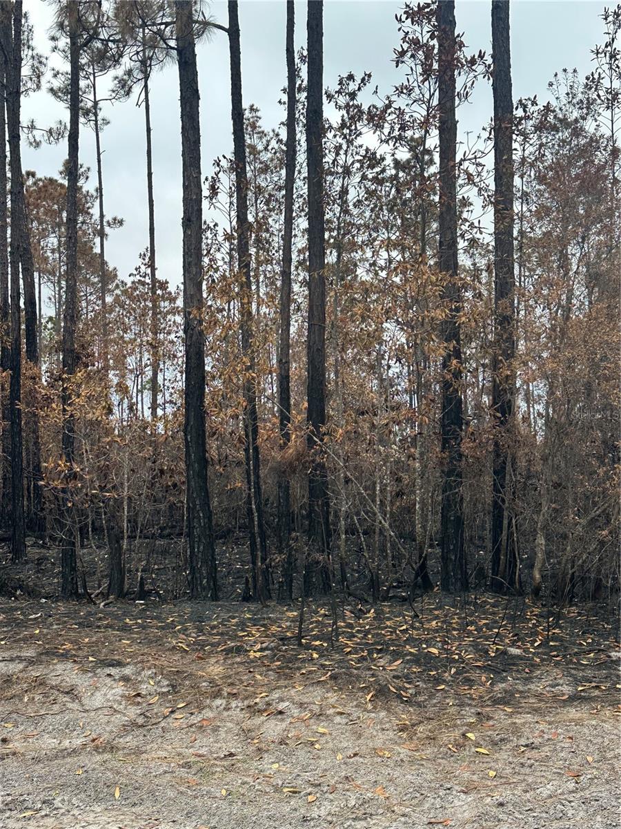 TBD NW 2ND AVE, PALATKA, FL — photo 3