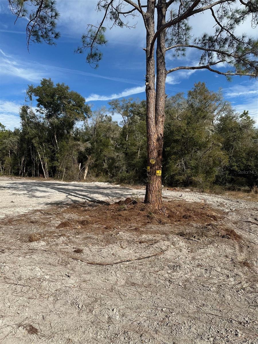 BERRYHILL DR, WEBSTER, FL — photo 2