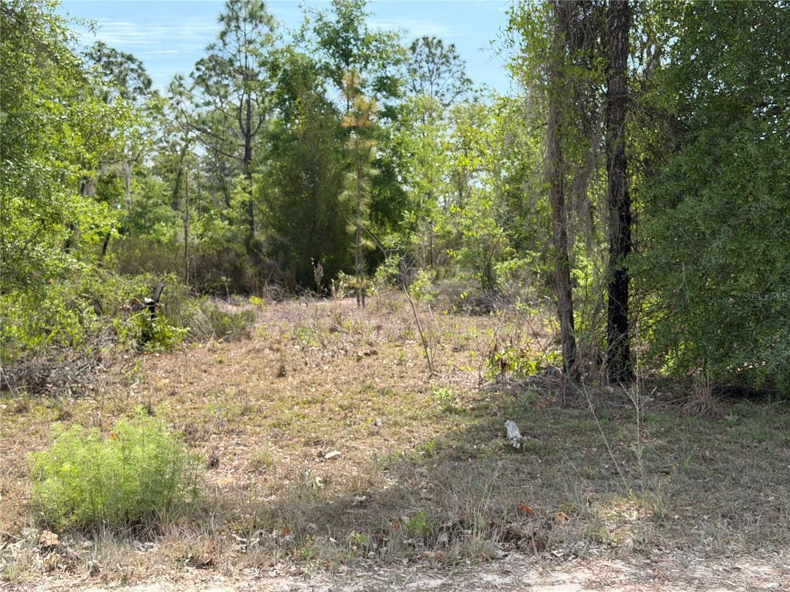 TBD NE 110 AVE, BRONSON, FL — photo 4