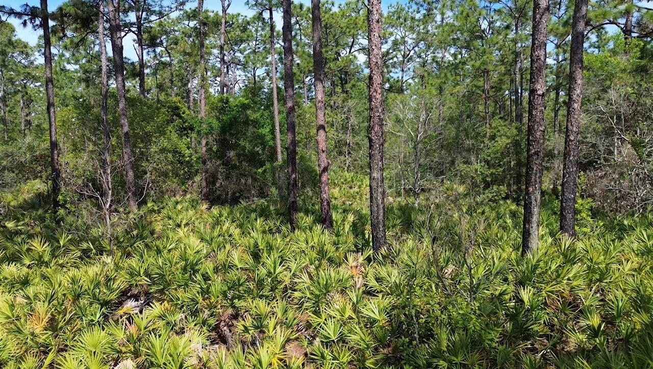 S APOPKA VINELAND RD, ORLANDO, FL — photo 2
