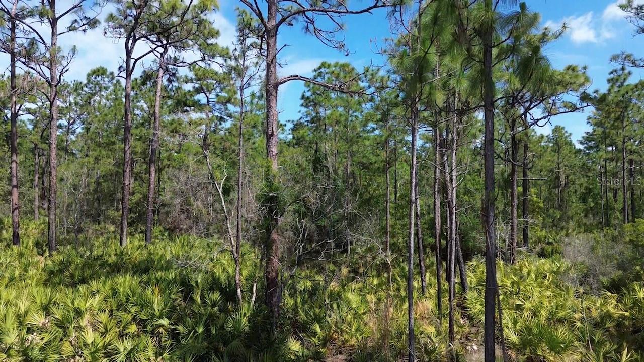 S APOPKA VINELAND RD, ORLANDO, FL — photo 8