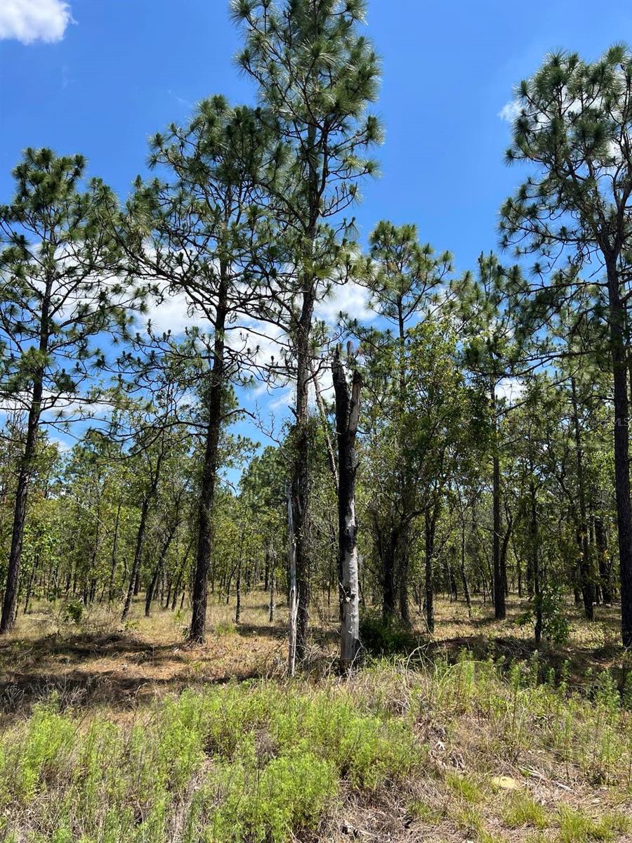 NW AMBERJACK, LOT #33, DUNNELLON, FL — photo 2