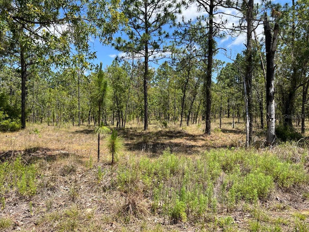 NW AMBERJACK, LOT #33, DUNNELLON, FL — photo 3