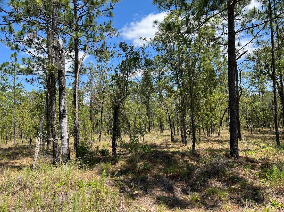 NW AMBERJACK, LOT #33, DUNNELLON, FL — photo 4