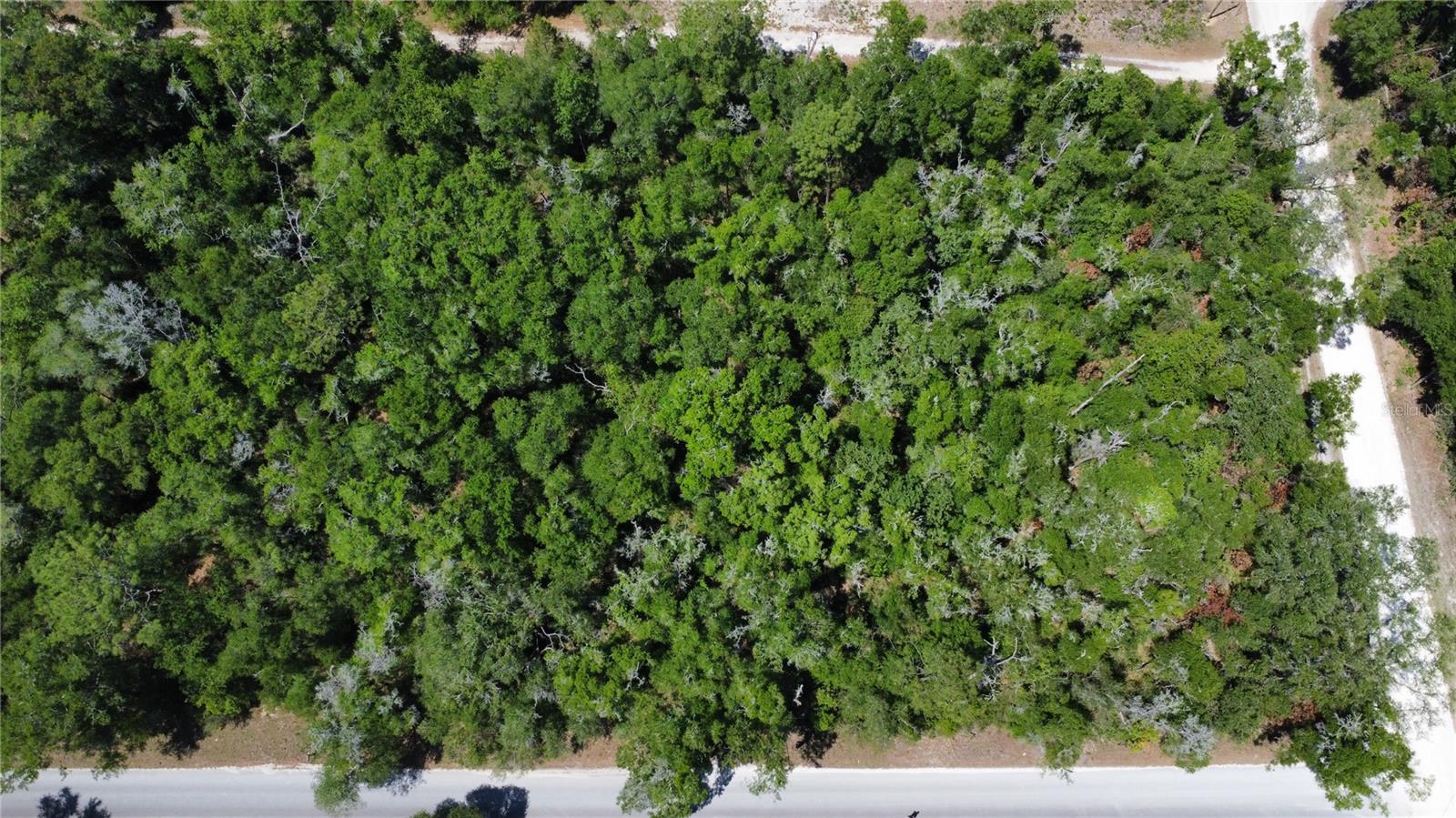 00 NE 7TH PLACE, WILLISTON, FL — photo 2
