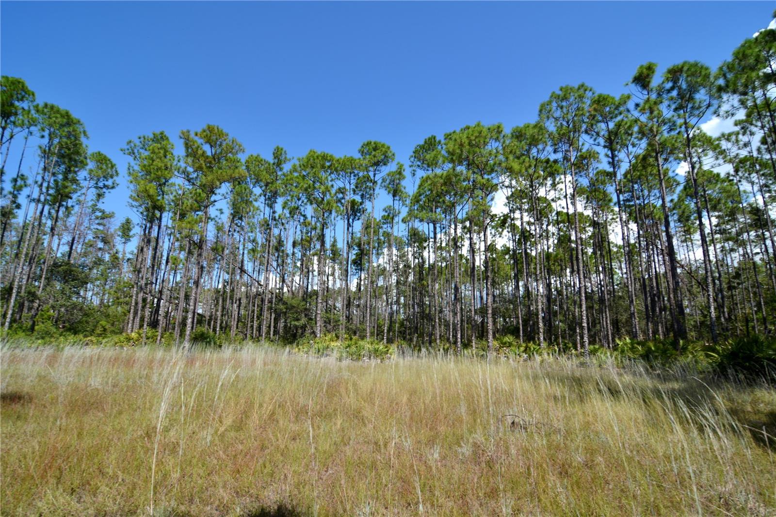 KEY DEER CT,, PERRY, FL — photo 5