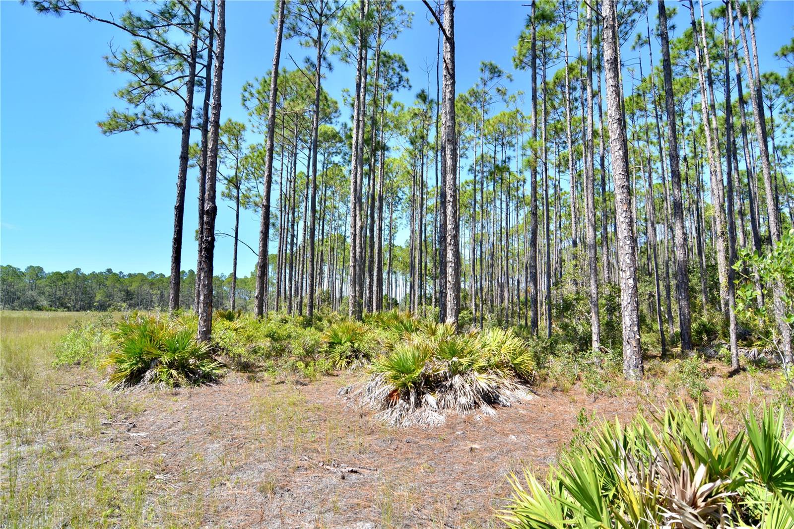 KEY DEER CT,, PERRY, FL — photo 7