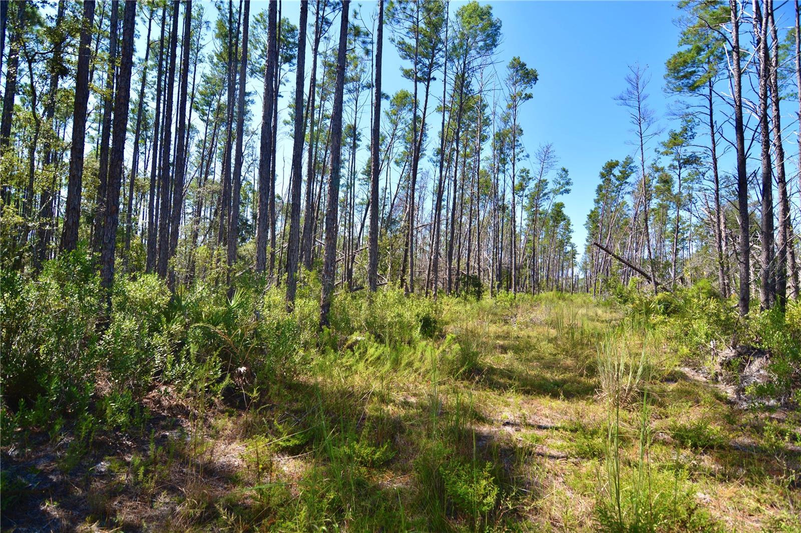 KEY DEER CT,, PERRY, FL — photo 24