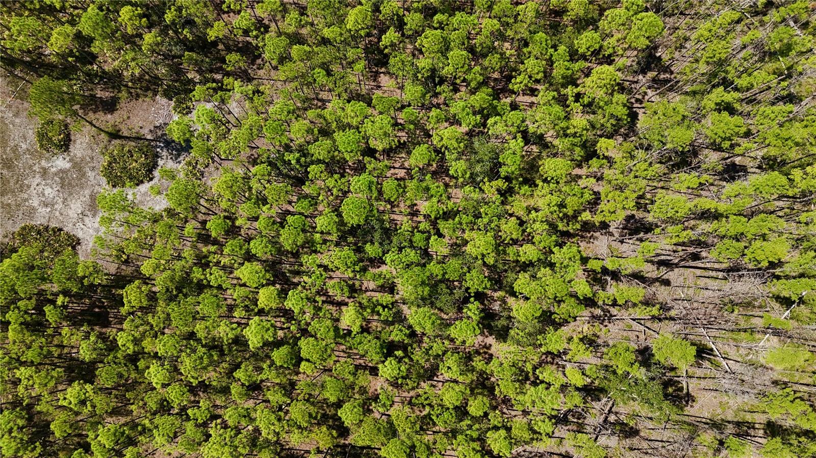 KEY DEER CT,, PERRY, FL — photo 25