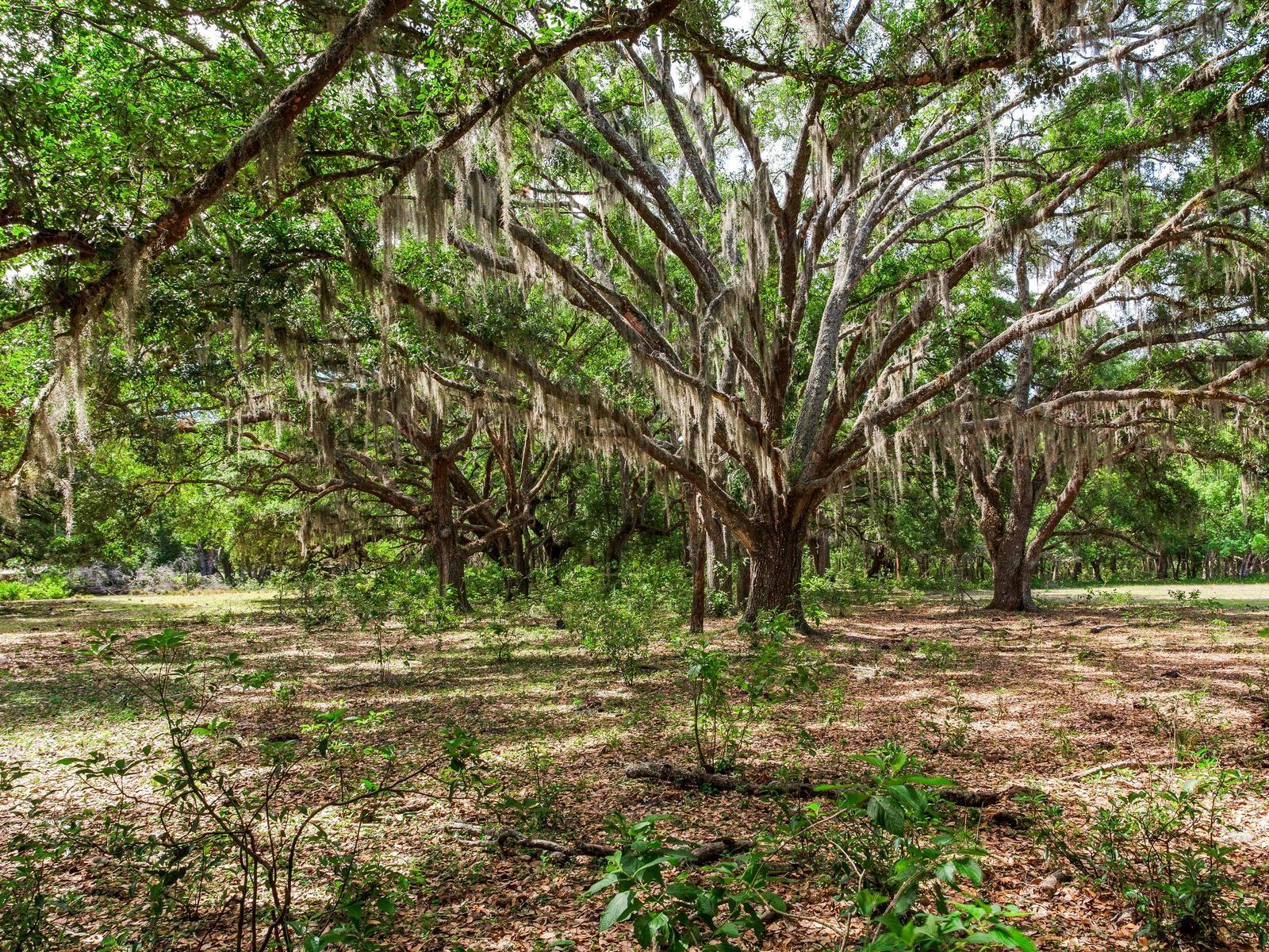 , THONOTOSASSA, FL