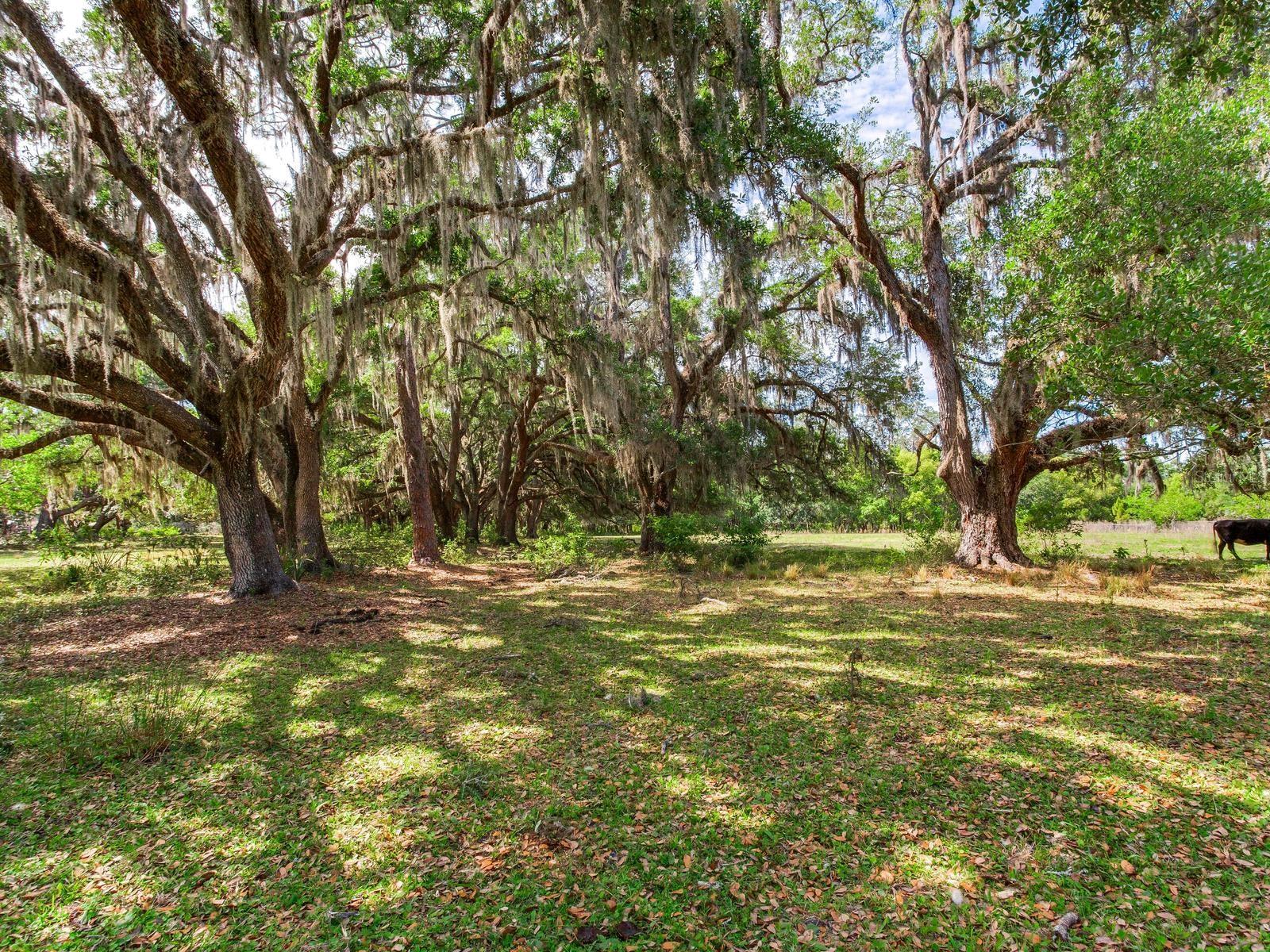 , THONOTOSASSA, FL — photo 6