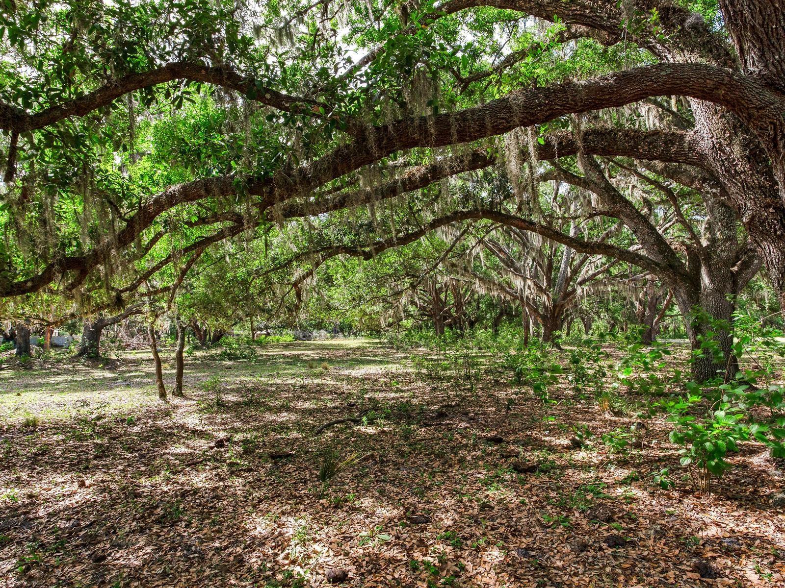, THONOTOSASSA, FL — photo 7