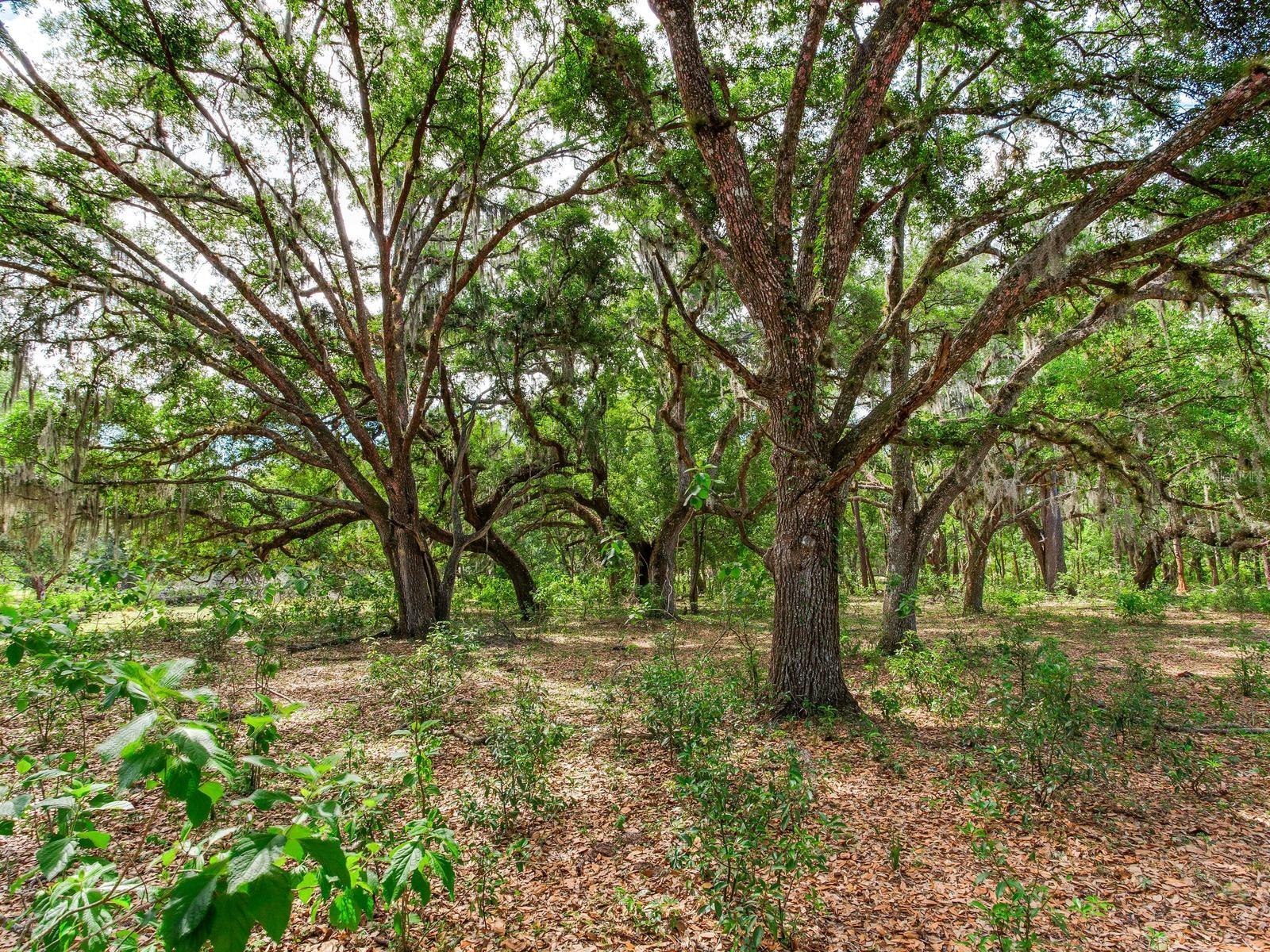 , THONOTOSASSA, FL — photo 9