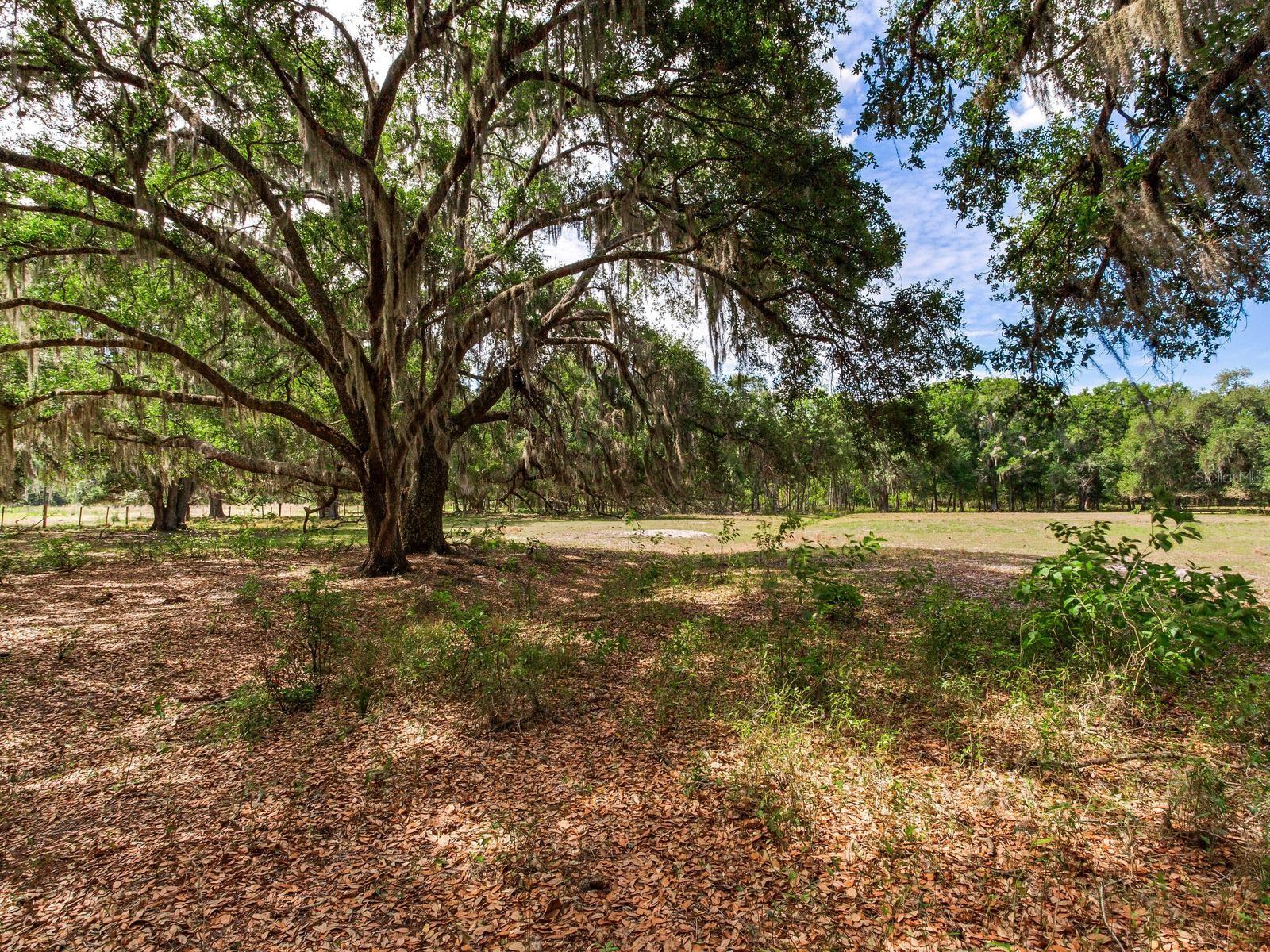 , THONOTOSASSA, FL — photo 11