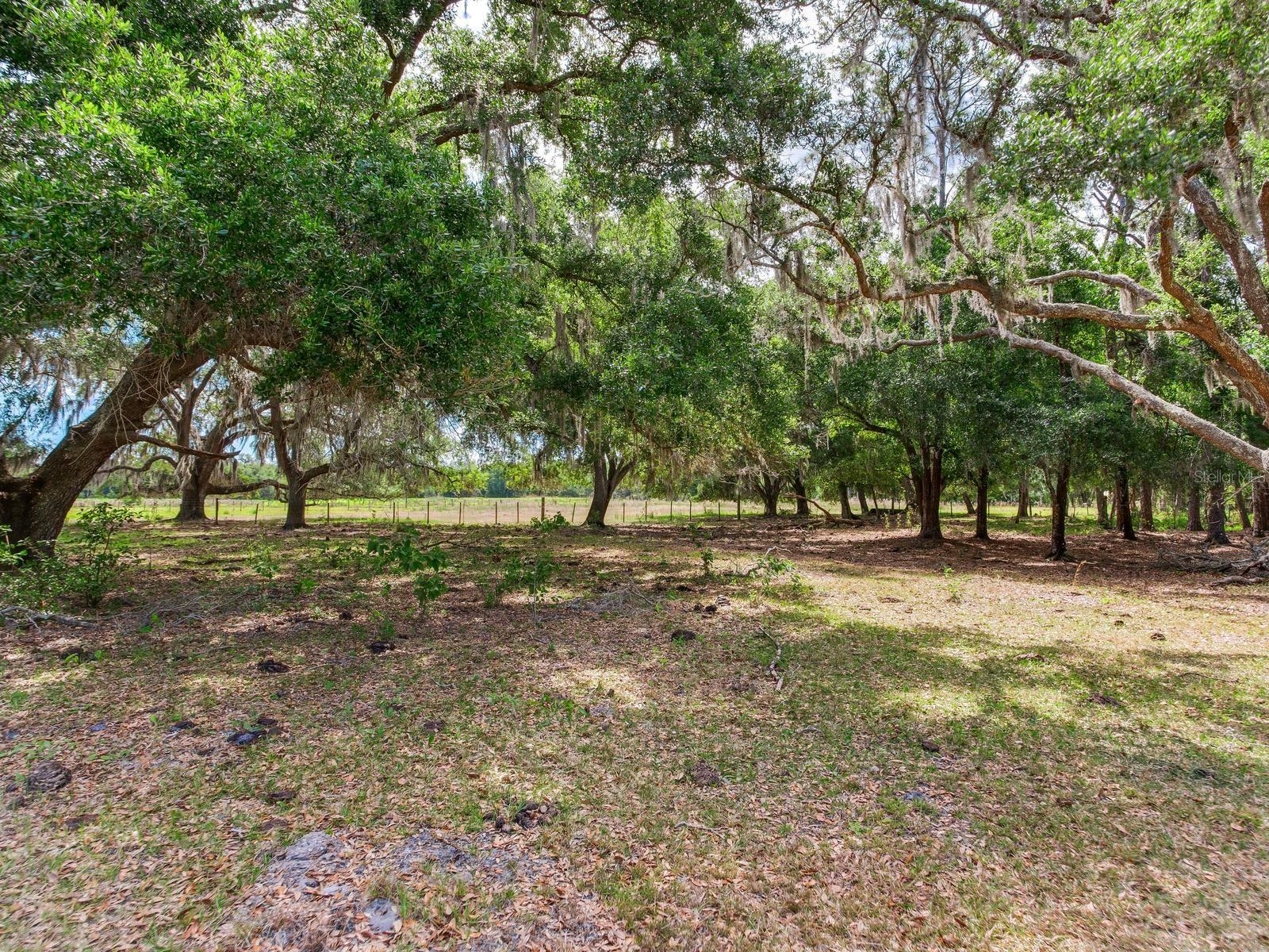 , THONOTOSASSA, FL — photo 13