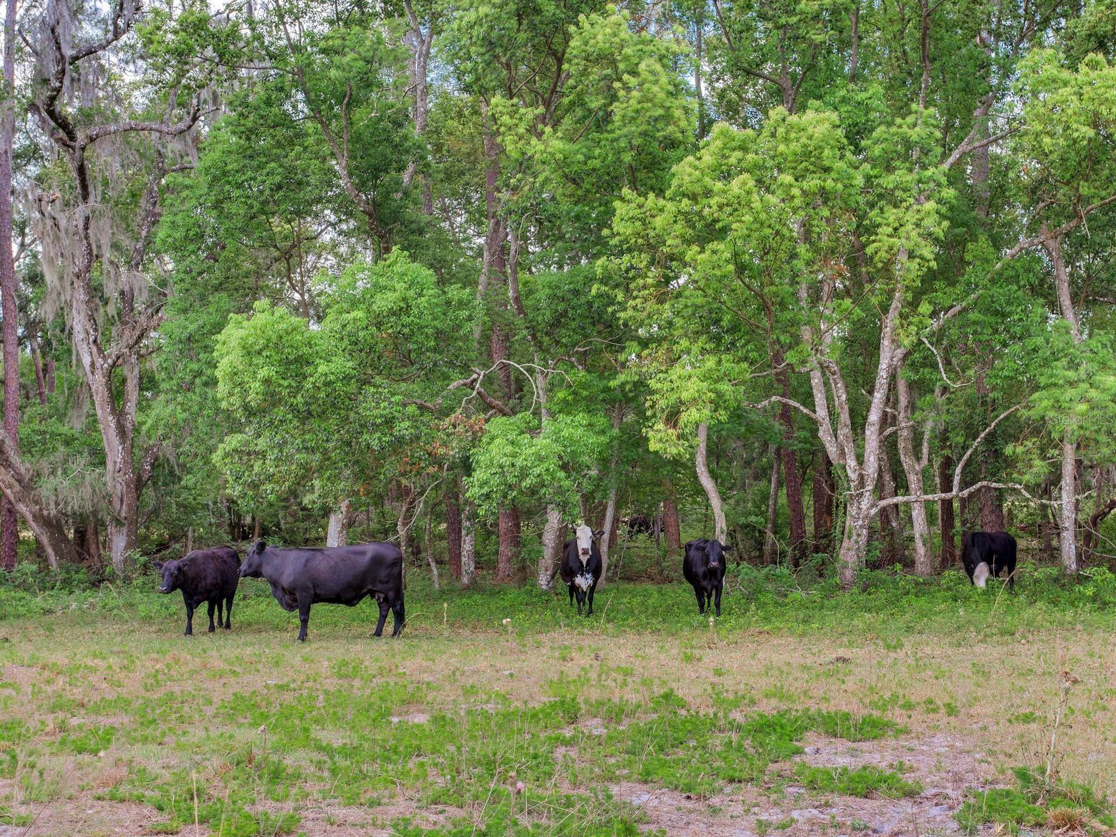 , THONOTOSASSA, FL — photo 17