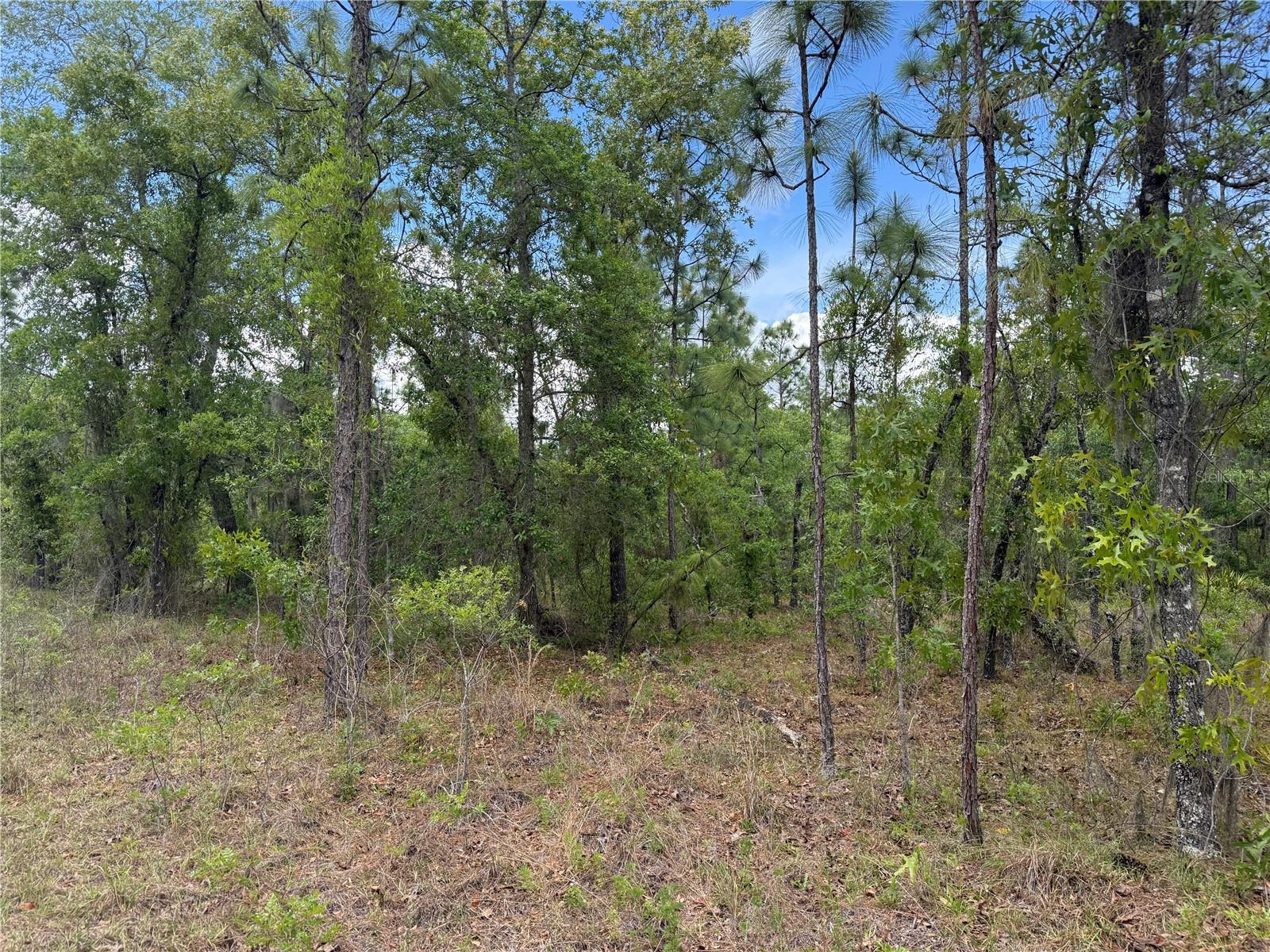 00 SE 126TH TER, DUNNELLON, FL — photo 3