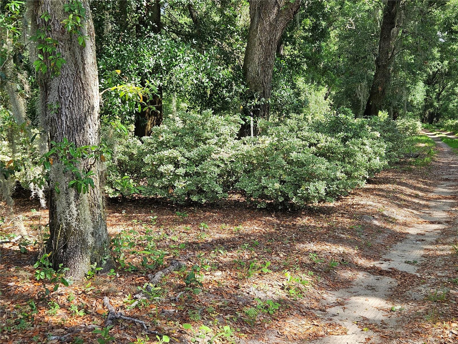 BURNSED RD, PIERSON, FL — photo 9