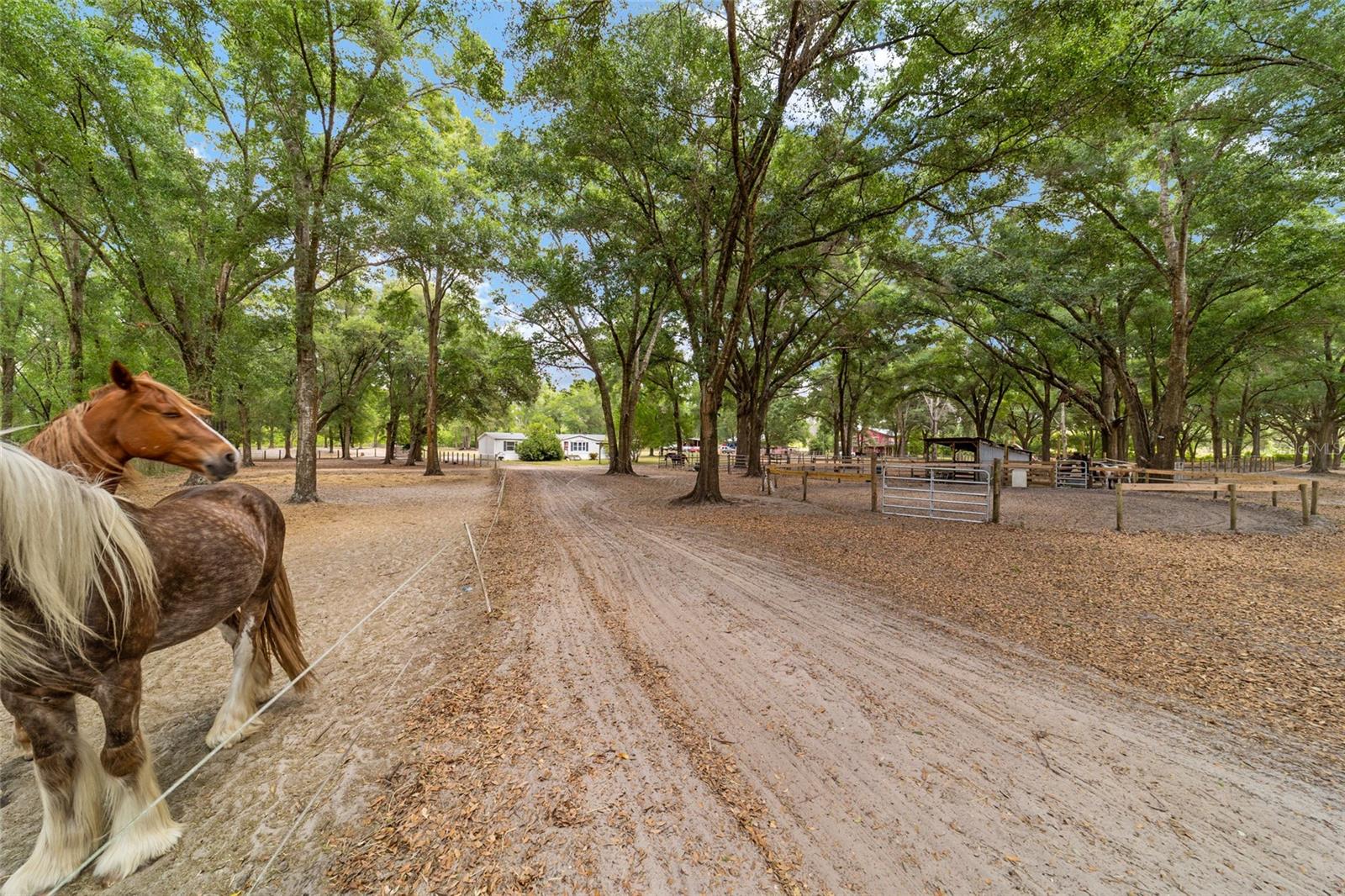 19551 SE 42ND PL, MORRISTON, FL — photo 47