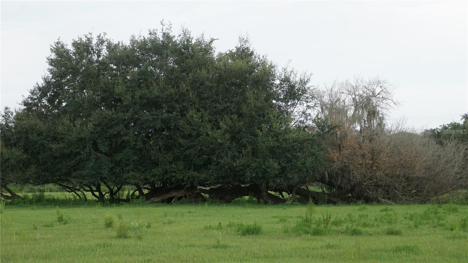 DURANT RD, DOVER, FL — photo 5