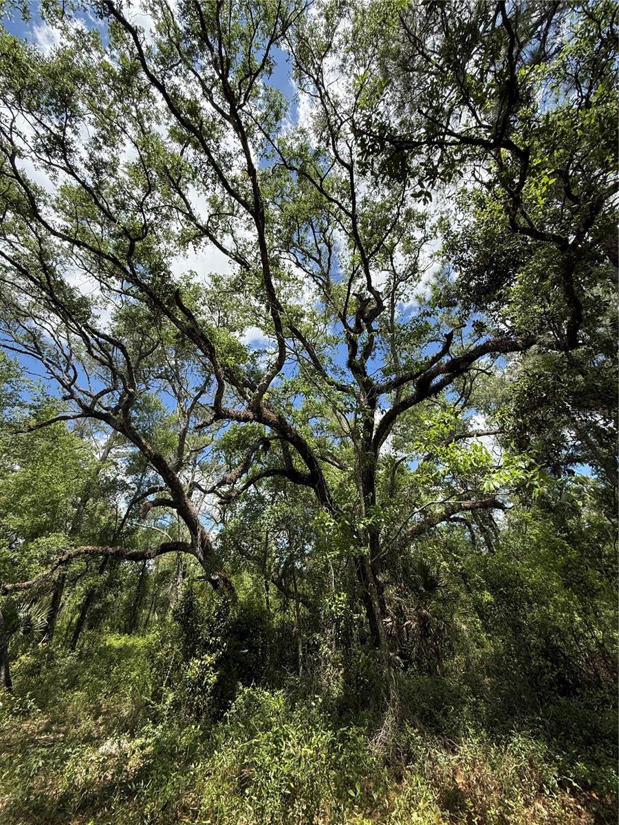 LEWIS LN, WEBSTER, FL — photo 2
