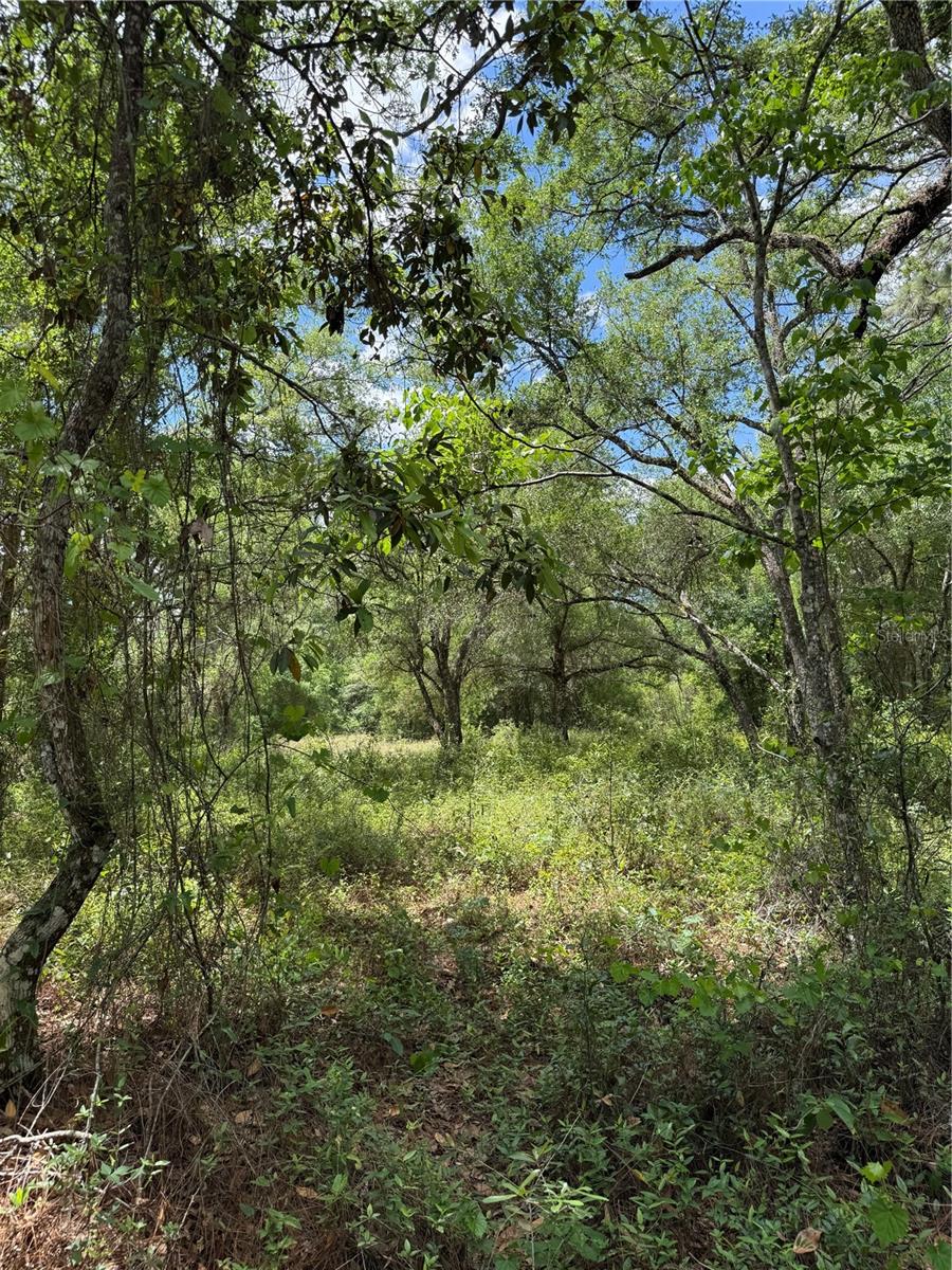 LEWIS LN, WEBSTER, FL — photo 5
