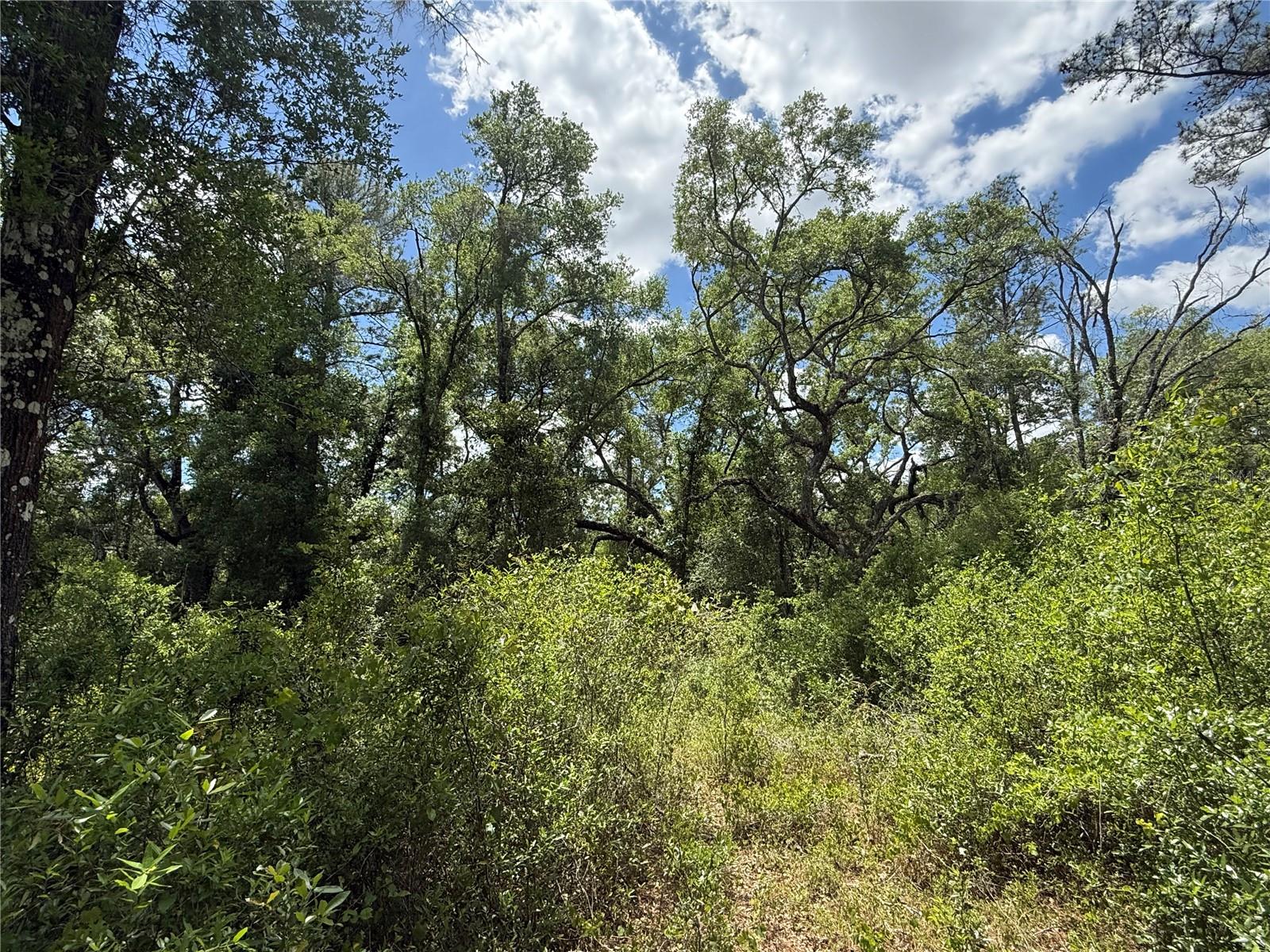 LEWIS LN, WEBSTER, FL — photo 8