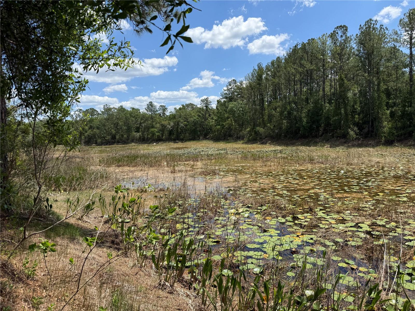 LEWIS LN, WEBSTER, FL — photo 9