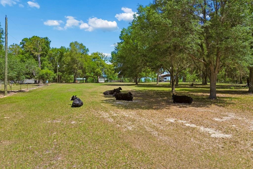 31501 REED RD, DADE CITY, FL — photo 35