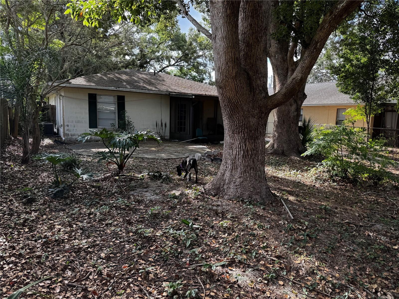 205 PINECREST RD, MOUNT DORA, FL — photo 20
