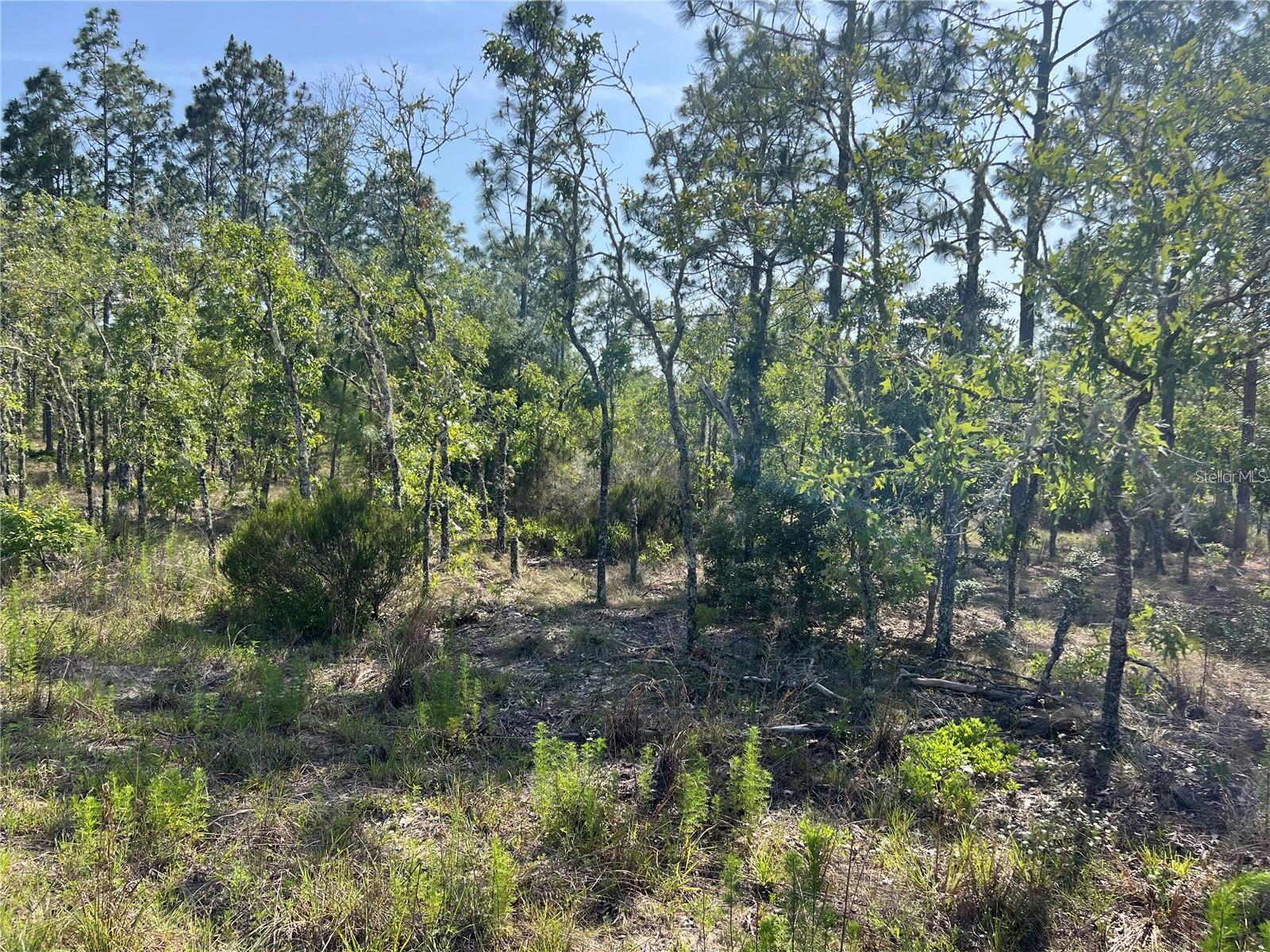 NE 151ST AVE, WILLISTON, FL