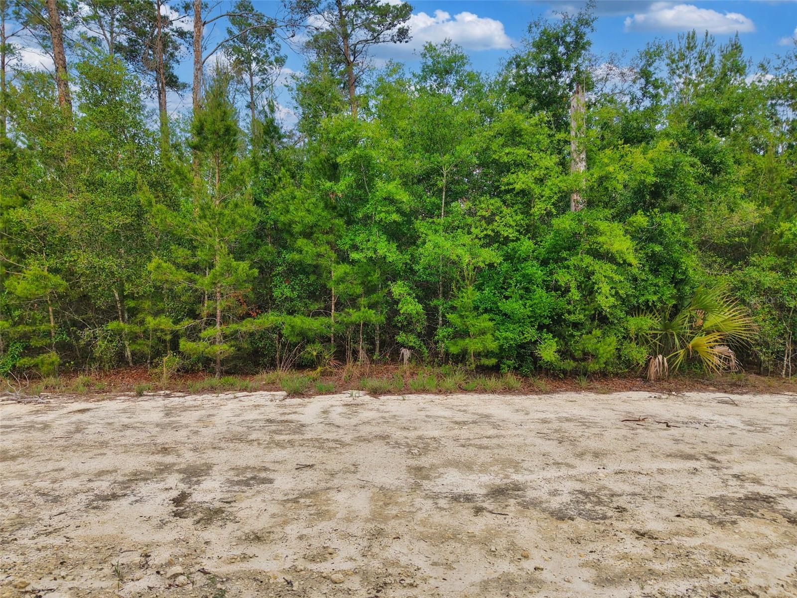 SAVANNA LN, STEINHATCHEE, FL — photo 3