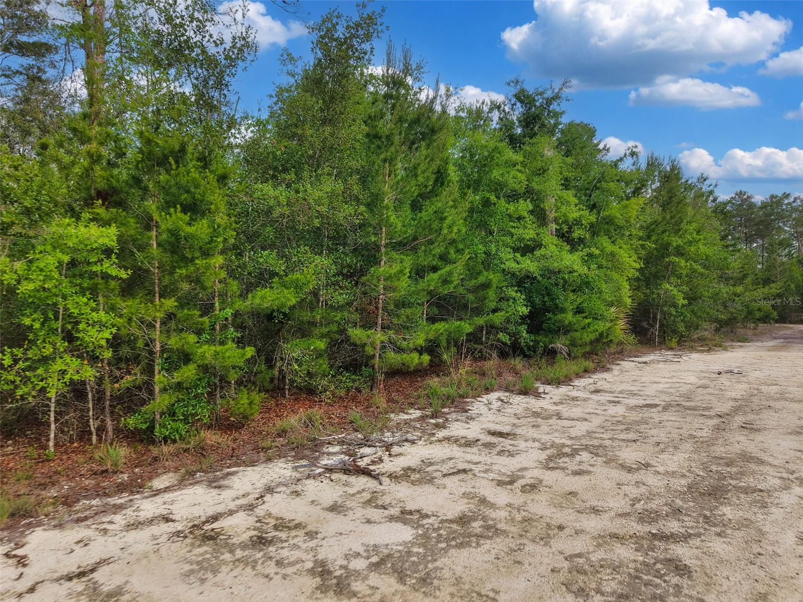 SAVANNA LN, STEINHATCHEE, FL — photo 6